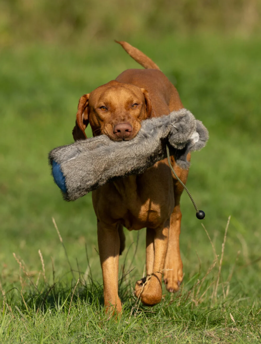 Gundog retrieving 3lb rabbit fur dummy - heavyweight genuine rabbit fur covered dummy with white canvas rabbit tail trains confident pick up carry and delivery in advanced gundogs