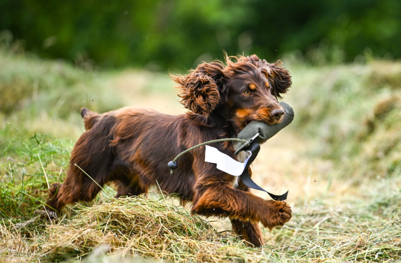 Cocker spaniel retrieving the dark olive Flinger/Streamer Dummy with the streamer removed. Without the streamer the olive dummy disappears into grass and cover, encouraging the dog to hunt and use its nose rather than rely on sight. Available at Kirkbourne Spaniels.