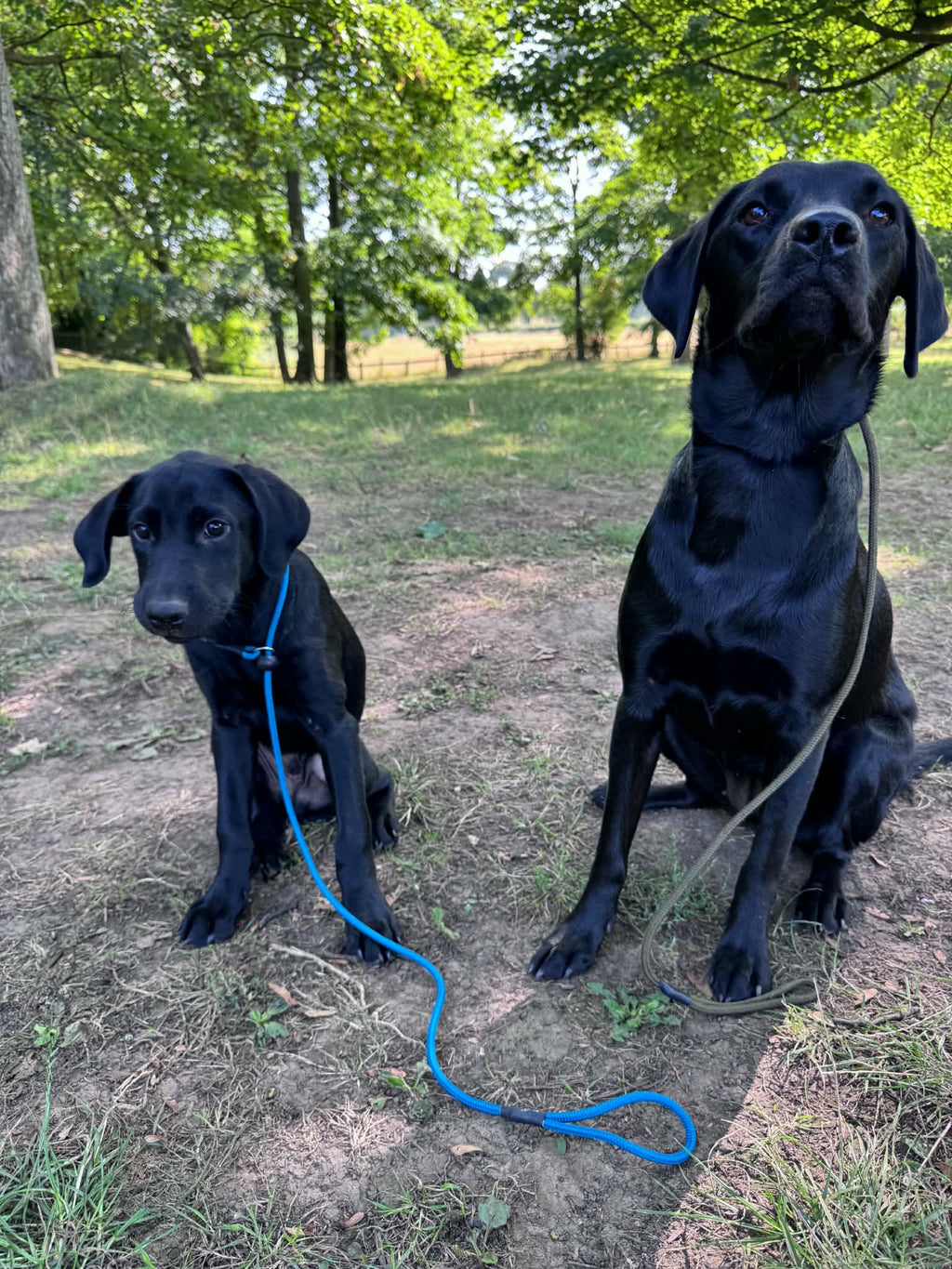 Spaniel wearing Kirkbourne Spaniels 110cm slip lead with stopper during gundog training. Longer handmade slip lead for dogs trained to heel - made in Yorkshire by Kirkbourne Spaniels.
