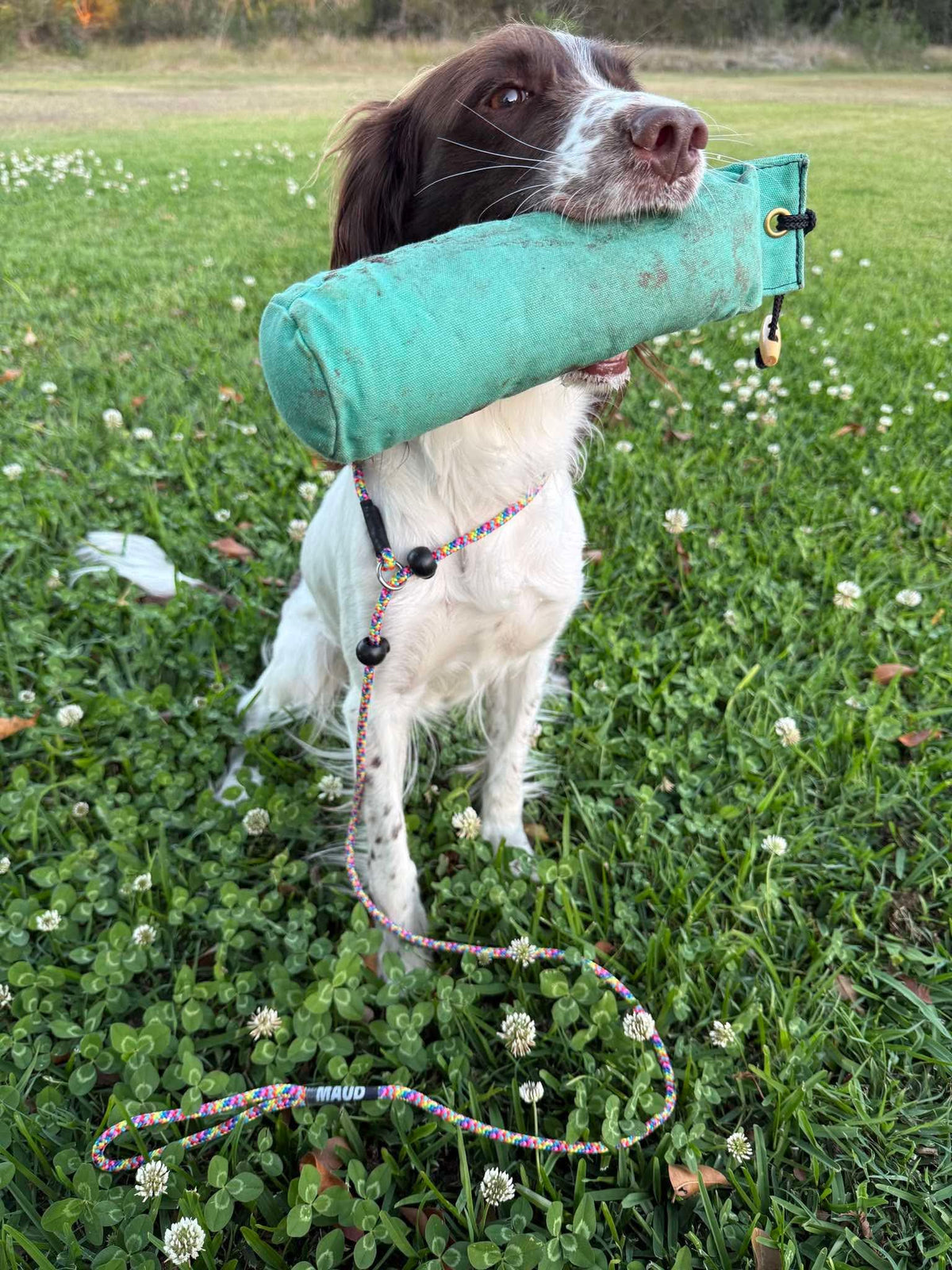 Dog in training wearing Kirkbourne Spaniels KB Double Stopper Slip Lead. Safe limited slip lead alternative to figure of 8 - dual stoppers prevent over-tightening. Designed by Darren Kirk, handmade in Yorkshire.