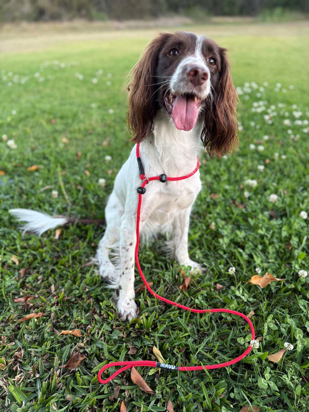 Dog wearing Kirkbourne Spaniels KB Double Stopper Slip Lead - 6mm PPM braided rope with dual stoppers preventing over-tightening. Handmade limited slip gundog lead in Yorkshire.