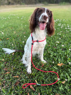 Dog wearing Kirkbourne Spaniels KB Double Stopper Slip Lead - 6mm PPM braided rope with dual stoppers preventing over-tightening. Handmade limited slip gundog lead in Yorkshire.