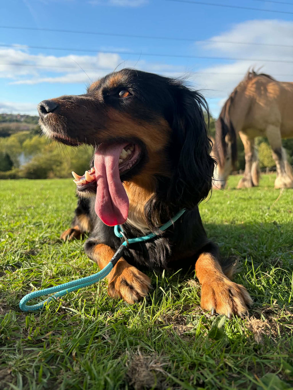 Spaniel wearing Kirkbourne Spaniels handmade heel slip lead during gundog training. Original heel slip lead design by Darren Kirk - UK Gundog Trainer of the Year. Made in Yorkshire.