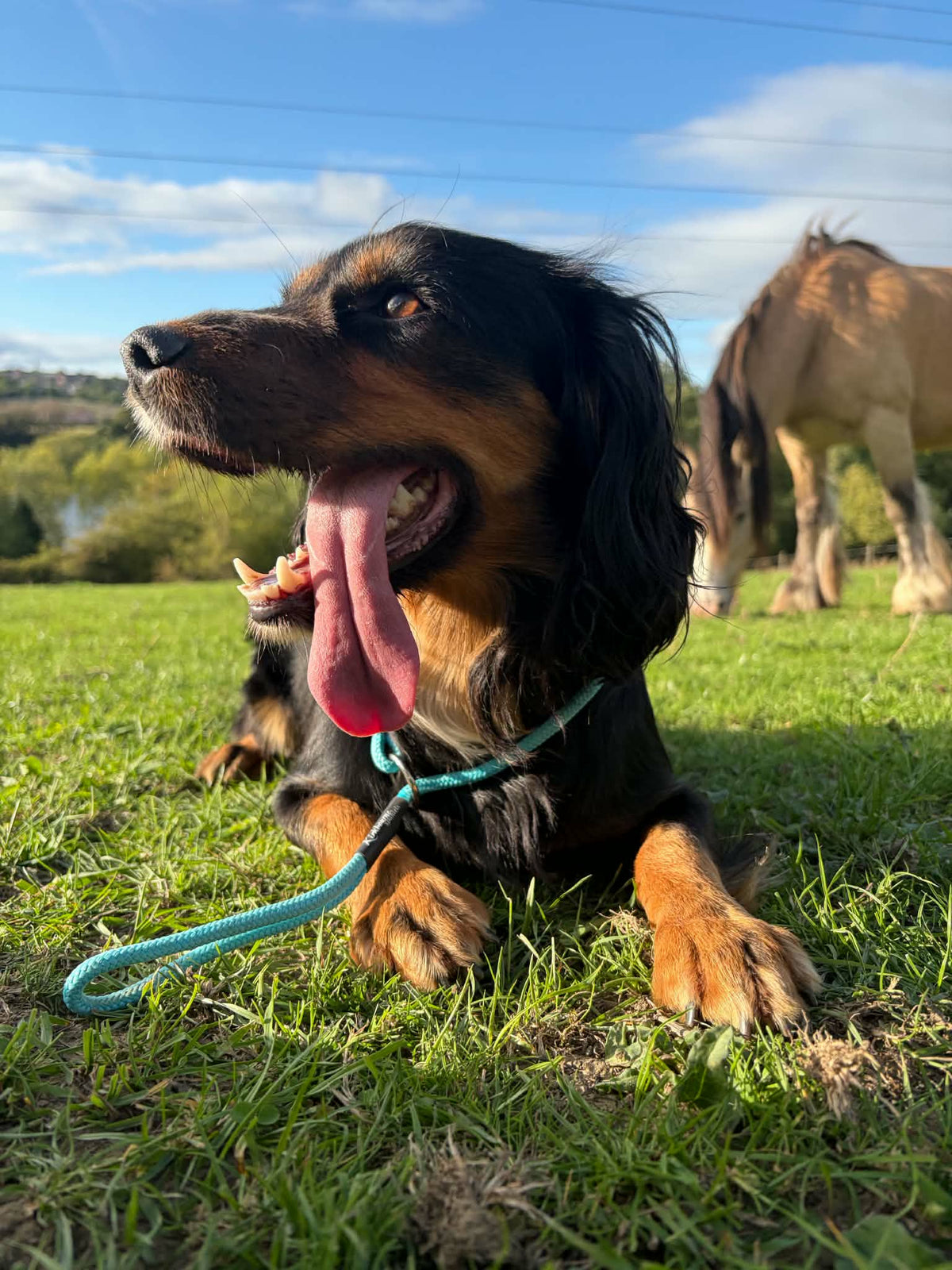Spaniel wearing Kirkbourne Spaniels handmade heel slip lead during gundog training. Original heel slip lead design by Darren Kirk - UK Gundog Trainer of the Year. Made in Yorkshire.