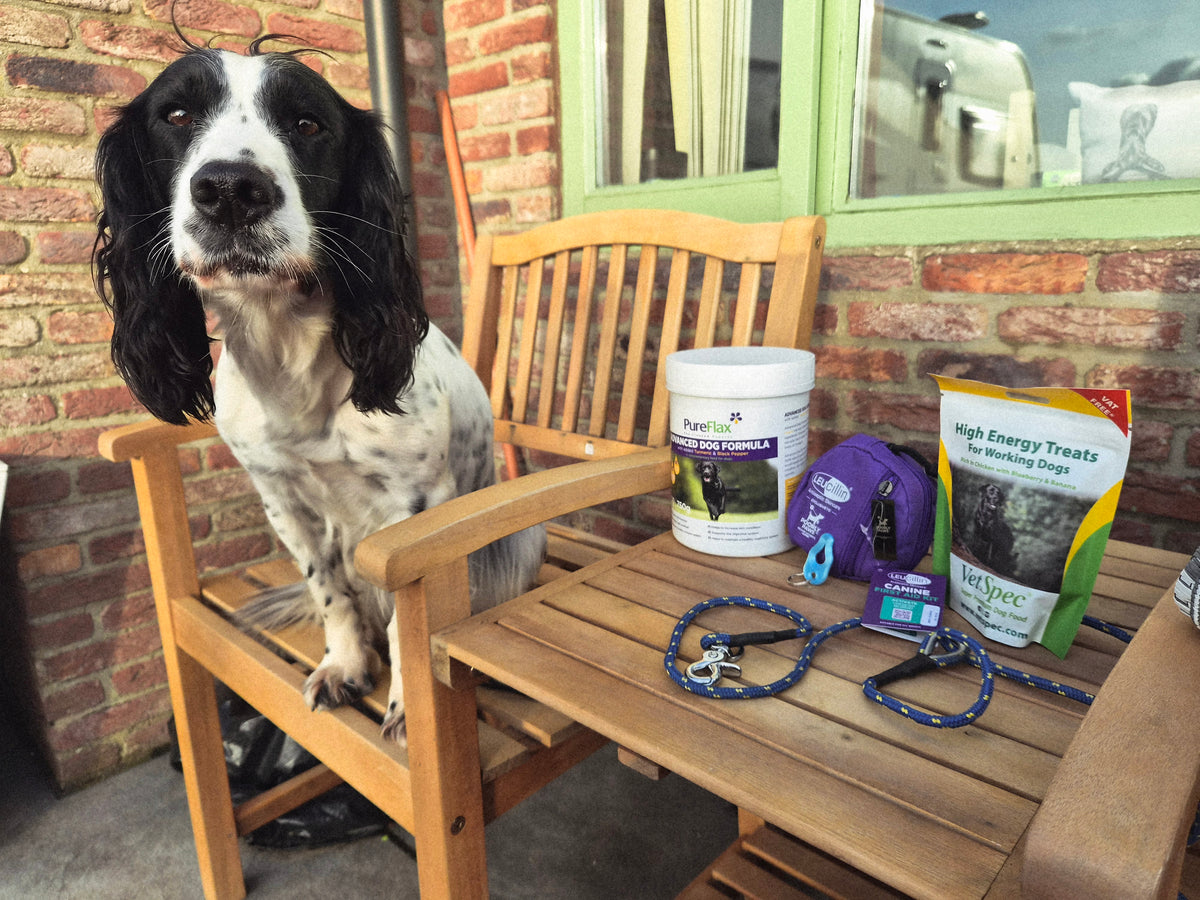 Gundog sitting beside Kirkbourne Spaniels Shoot Season Bundle - complete shoot day kit including field trial slip lead, Leucillin first aid, PureFlax muscle recovery supplement, tick puller lanyard and VetSpec energy bites. Worth £55 for £45.