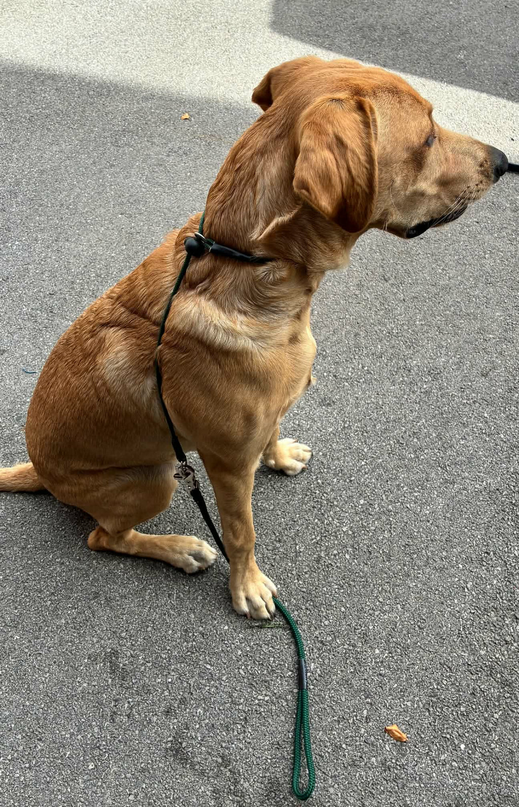 Spaniel walking at heel wearing Kirkbourne Spaniels KB Trigger Release Heel Slip Lead. Original trigger release gundog lead design by Darren Kirk - handmade in Yorkshire.