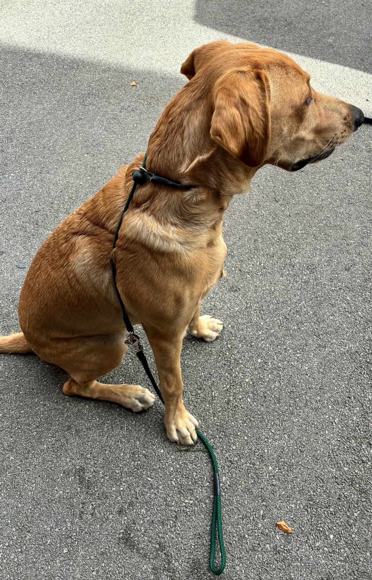 Spaniel walking at heel wearing Kirkbourne Spaniels KB Trigger Release Heel Slip Lead. Original trigger release gundog lead design by Darren Kirk - handmade in Yorkshire.