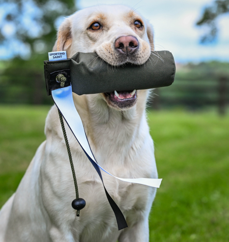 Labrador retrieving the Streamer Dummy with the black and white streamer attached. The contrasting streamer aids marking in flight, training the dog to watch and track the dummy from the moment it leaves the hand. One dummy, two training scenarios. Available at Kirkbourne Spaniels.