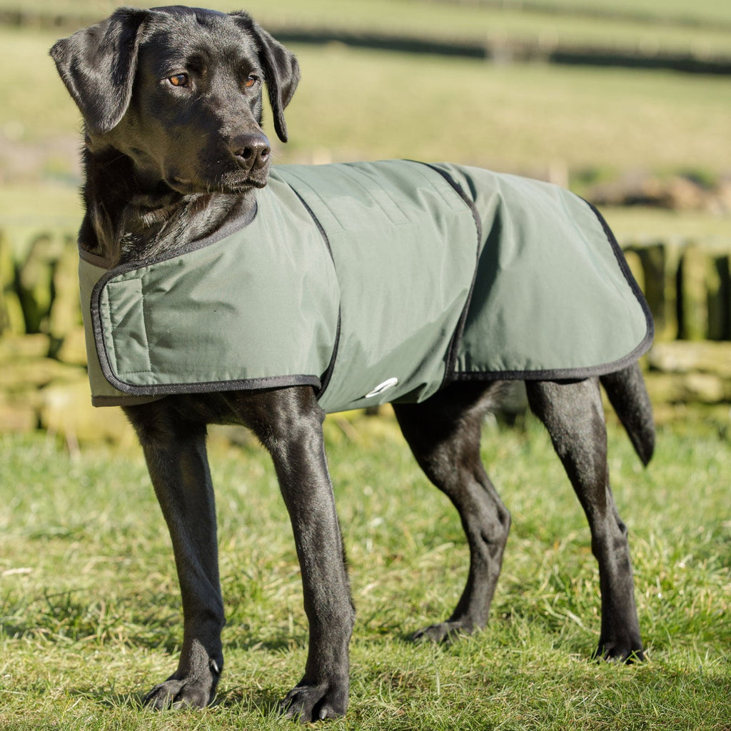 Dog & Field 2-in-1 waterproof drying coat size XL - full body coverage chest to tail for large breed gundogs