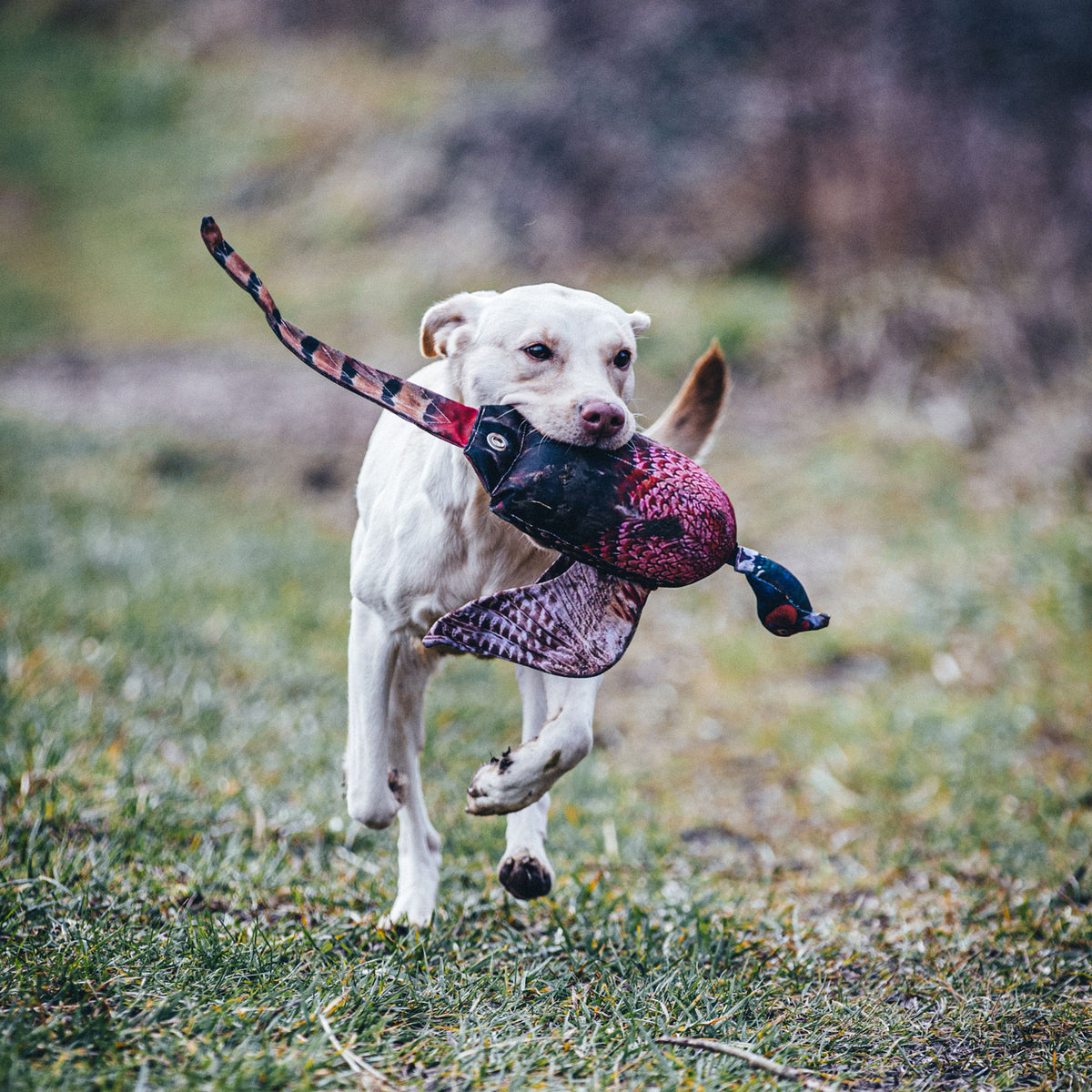 Gundog retrieving Dog & Field Original Clone cock pheasant dead bird dummy - lifelike full body pheasant dummy with floppy head and tail trains correct pick up and delivery for shooting day retrieves