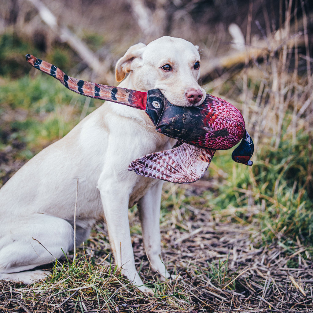 Gundog carrying Dog & Field Original Clone cock pheasant dead bird dummy - real-feel scent retaining material with realistic wings and tail develops correct mouth placement and confident delivery in gundogs