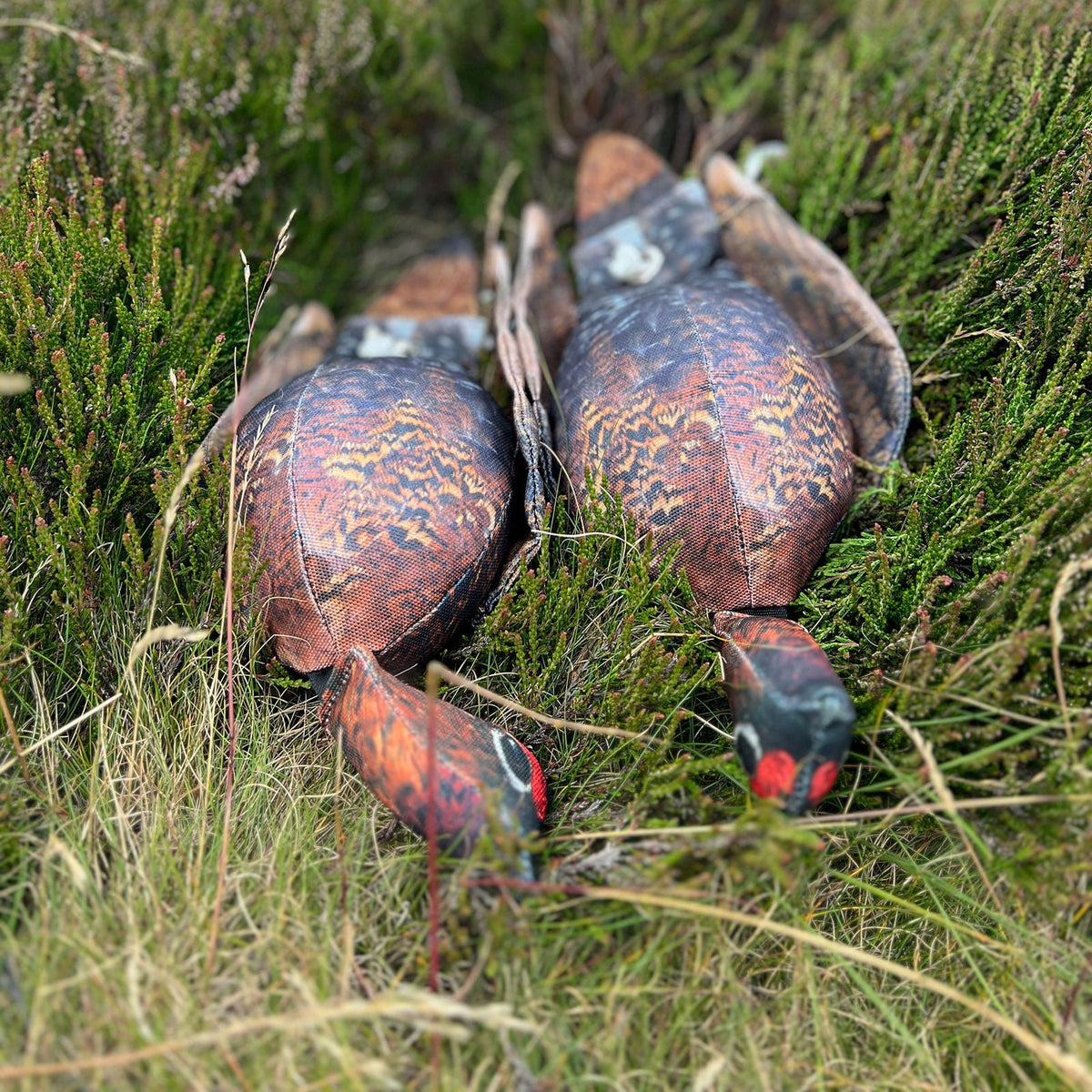 Brace of Dog & Field Original Clone grouse dead bird dummies in heather - lifelike grouse dummies with ultra-HD feather print and scent retaining material for authentic moorland gundog retrieve training