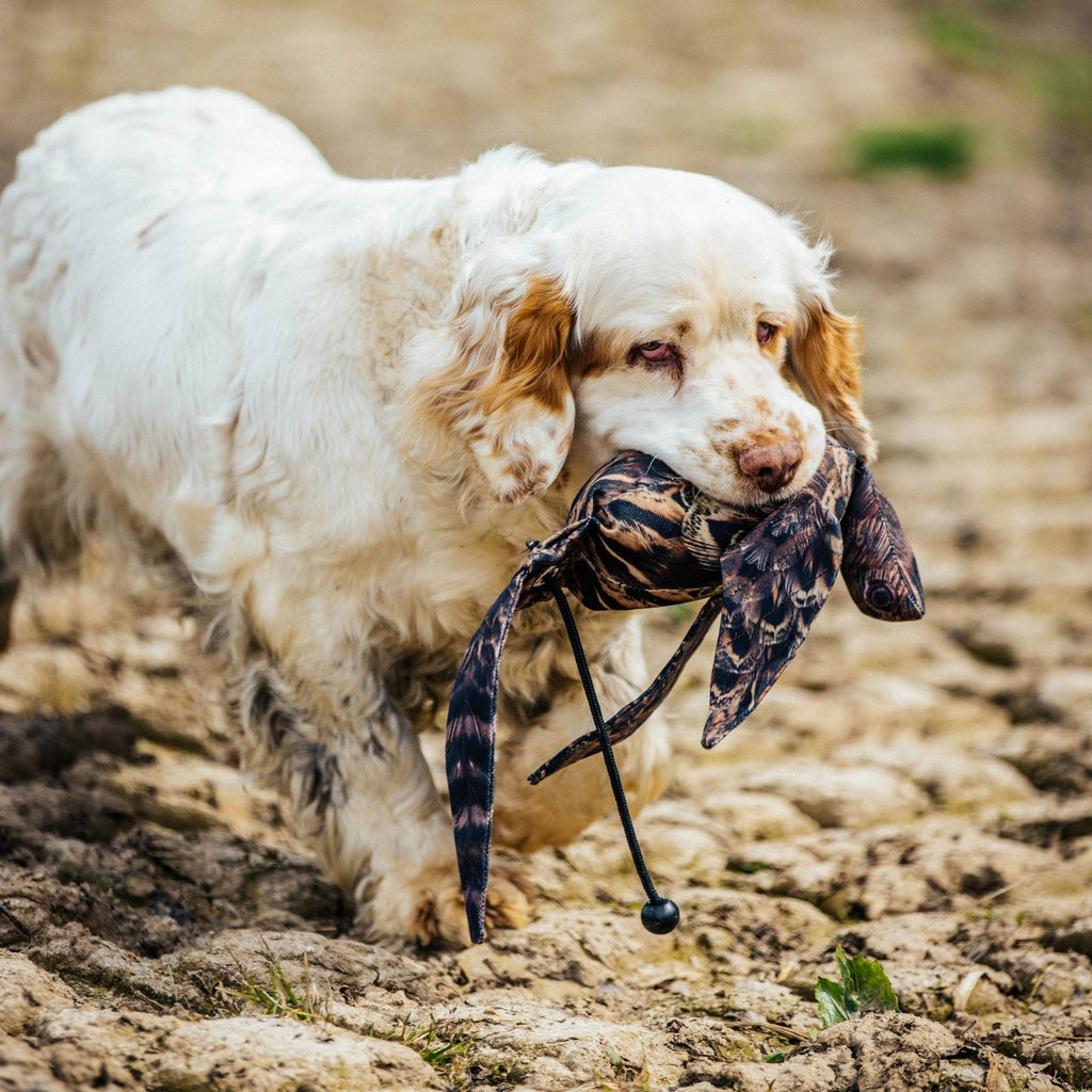 Gundog retrieving Dog & Field Original Clone hen pheasant dead bird dummy - lifelike full body hen pheasant dummy trains correct mouth placement pick up carry and delivery for shooting day retrieves