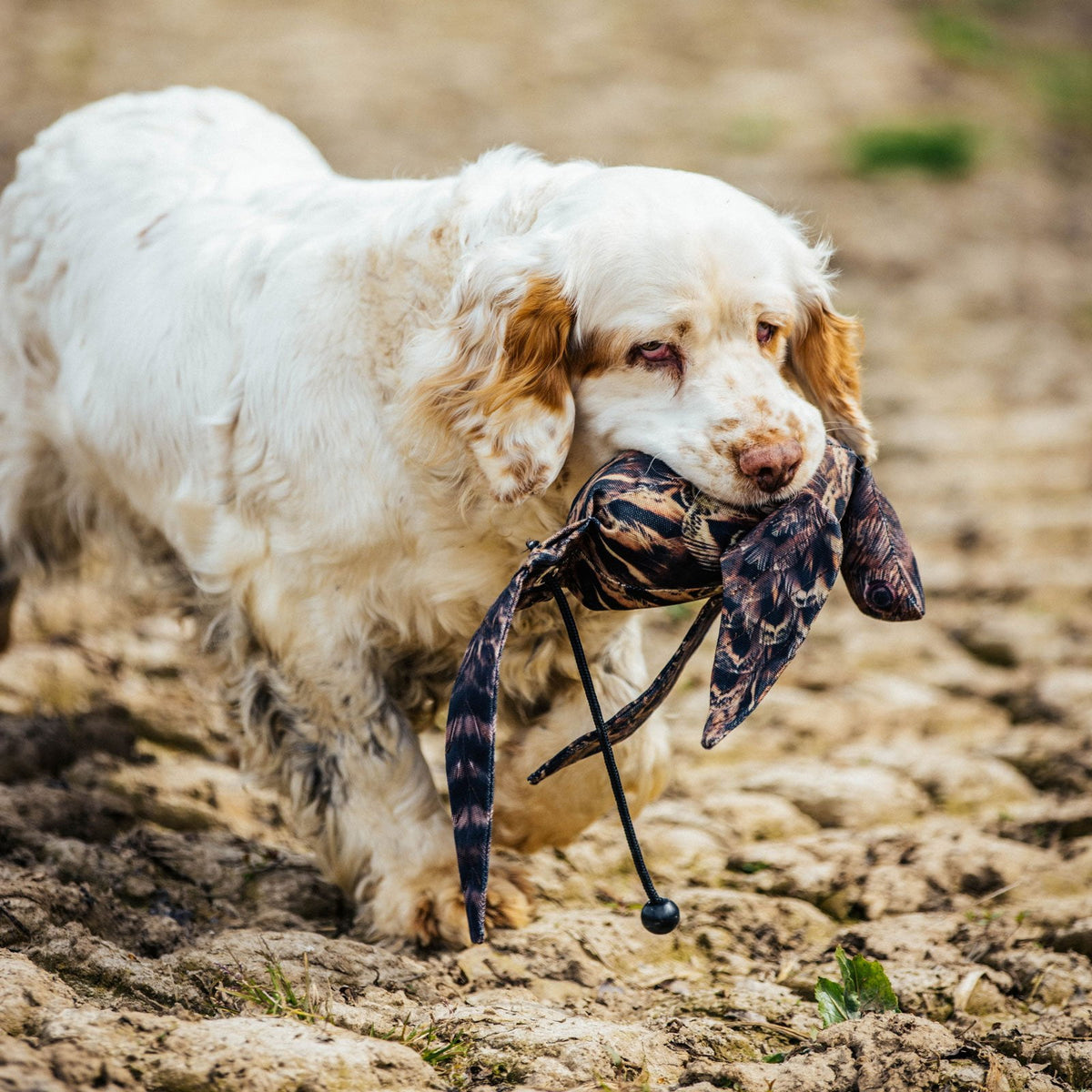 Gundog retrieving Dog & Field Original Clone hen pheasant dead bird dummy - lifelike full body hen pheasant dummy trains correct mouth placement pick up carry and delivery for shooting day retrieves