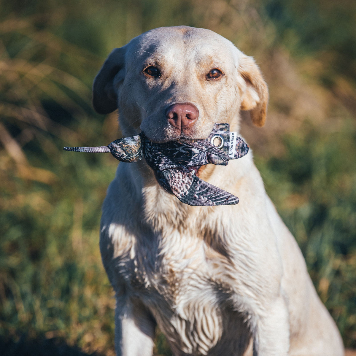 Gundog retrieving Dog & Field Original Clone snipe dead bird dummy - lifelike snipe dummy with floppy head and tail feathers trains correct pick up carry and delivery for shooting day retrieves