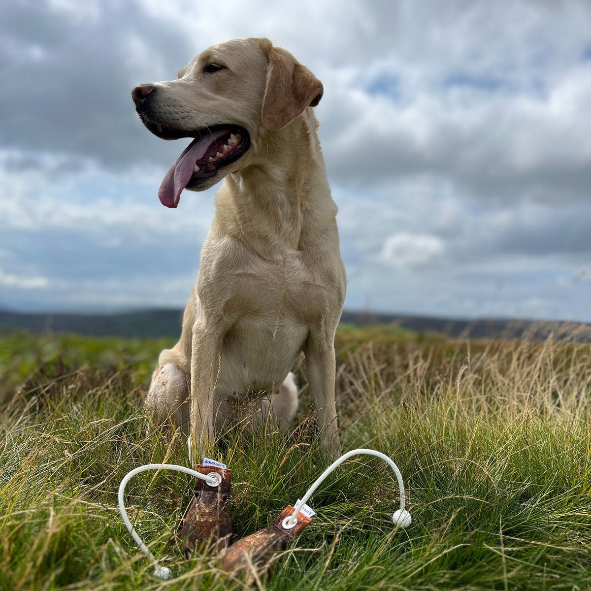 Dog & Field Original Clone grouse dummy ball shown with gundog - lifelike grouse feather print canvas dummy ball for spaniel and retriever gundog training