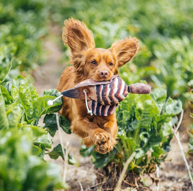 Gundog retrieving partridge dead bird dummy - scent holding training dummy used at Kirkbourne Spaniels