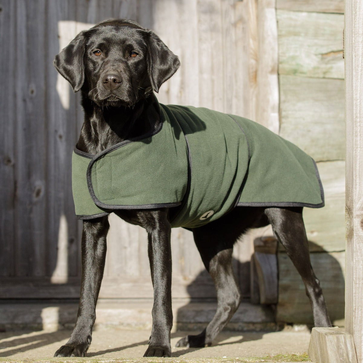 Gundog wearing Dog & Field olive dual layer drying coat - microfibre inner fleece outer full body coverage