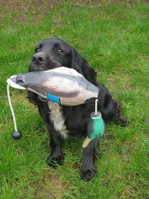 Gundog retrieving Kirkbourne Spaniels KB Mallard dummy - lightweight lifelike mallard training dummy with swinging head and throwing toggle for land and water retrieve training in all breeds
