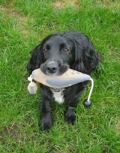 Gundog retrieving Kirkbourne Spaniels KB Small Pigeon dummy - lightweight lifelike pigeon training dummy with swinging head and throwing toggle for land and water retrieve training in all breeds