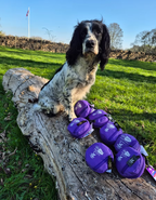 Gundog sitting next to Leucillin Poorly Paws first aid kit in the field - compact pet first aid kit designed by Rachel Bean RVN as used at Kirkbourne Spaniels for dogs and handlers during training and shoot days