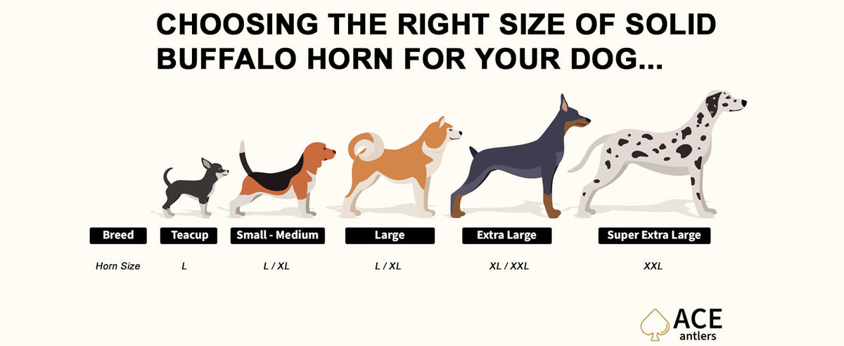 Buffalo Horn - SOLID not hollow!