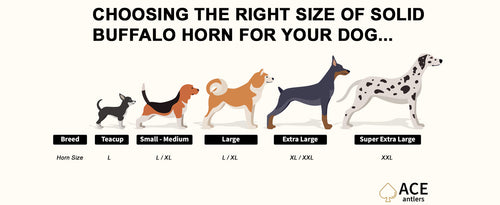 Buffalo Horn - SOLID not hollow!