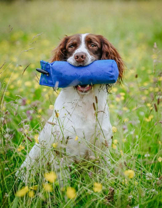 Gundog retrieving Sporting Saint 1lb blue canvas dummy - handcrafted UK training dummy with true 1lb weight for confident pick up correct carry and delivery to hand in working gundogs