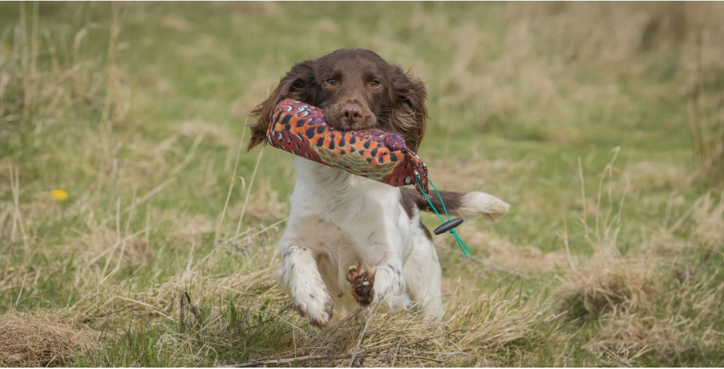Gundog retrieving Sporting Saint 1lb FLIGHT cock pheasant canvas dummy - handcrafted UK feather print training dummy builds confident carry and delivery in working gundogs