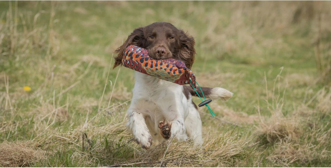 Gundog retrieving Sporting Saint 1lb FLIGHT cock pheasant canvas dummy - handcrafted UK feather print training dummy builds confident carry and delivery in working gundogs