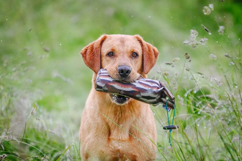 Gundog retrieving Sporting Saint 1lb FLIGHT partridge canvas dummy - handcrafted UK feather print training dummy for confident pick up correct carry and delivery to hand in working gundogs