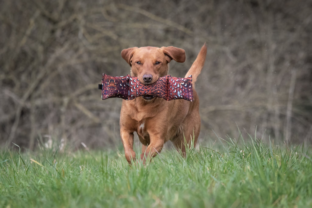 Gundog carrying Sporting Saint 3 piece canvas dummy large - demonstrating correct centre body hold and balanced delivery on retrieve