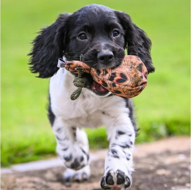 Puppy retrieving Sporting Saint FLIGHT hen pheasant dummy ball - compact feather print ball builds early retrieve confidence correct pick up and carry in young gundogs