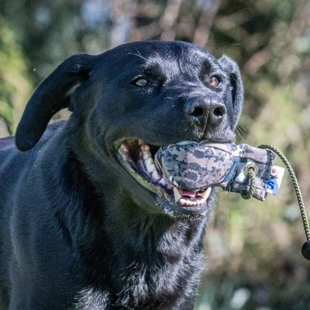 Black Labrador retrieving Sporting Saint FLIGHT mallard dummy ball - realistic duck feather print training ball for developing confident carry delivery and natural retrieve instinct in gundogs