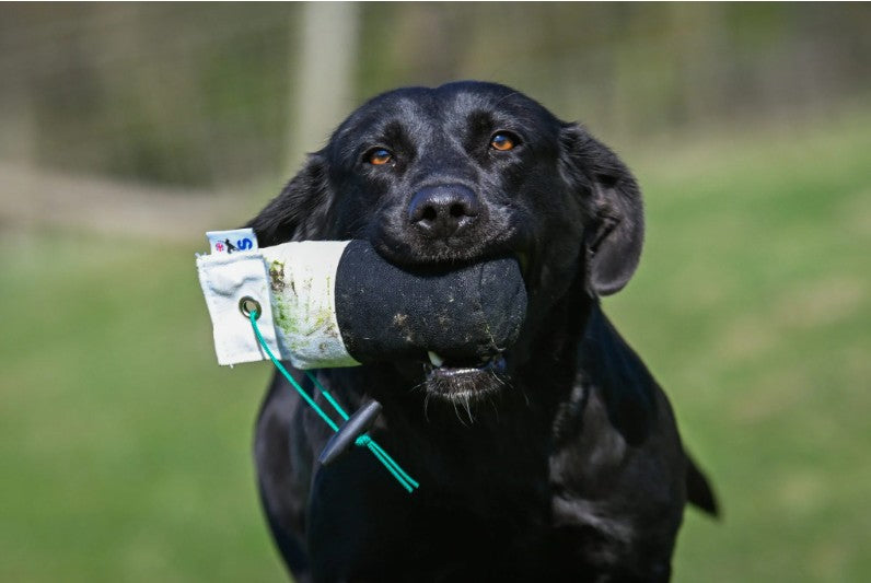 Gundog retrieving Sporting Saint half pound black and white canvas dummy - handcrafted UK training dummy with true half pound balance for correct carry and delivery to hand