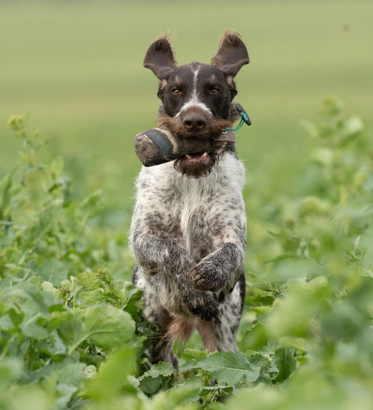 Gundog delivering Sporting Saint half pound FLIGHT mallard canvas dummy to hand - realistic duck feather print UK-made training dummy for marking memory and field retrieve progression