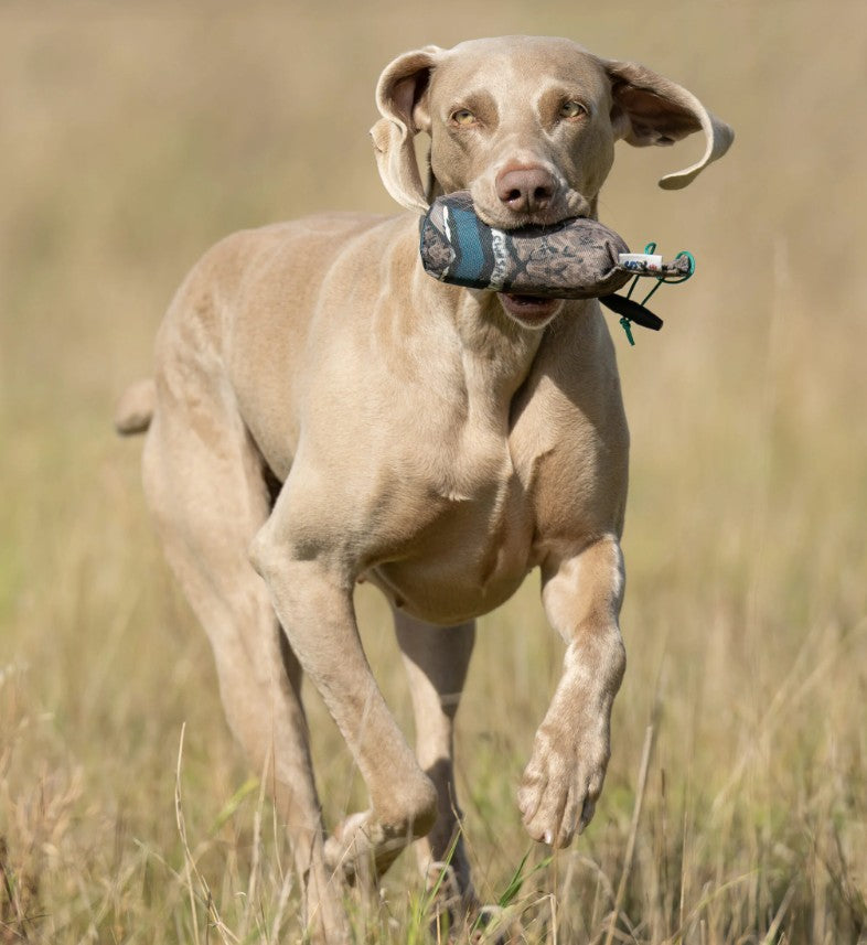 Gundog retrieving Sporting Saint half pound FLIGHT mallard canvas dummy - handcrafted UK feather print training dummy builds confident pick up carry and delivery in working gundogs