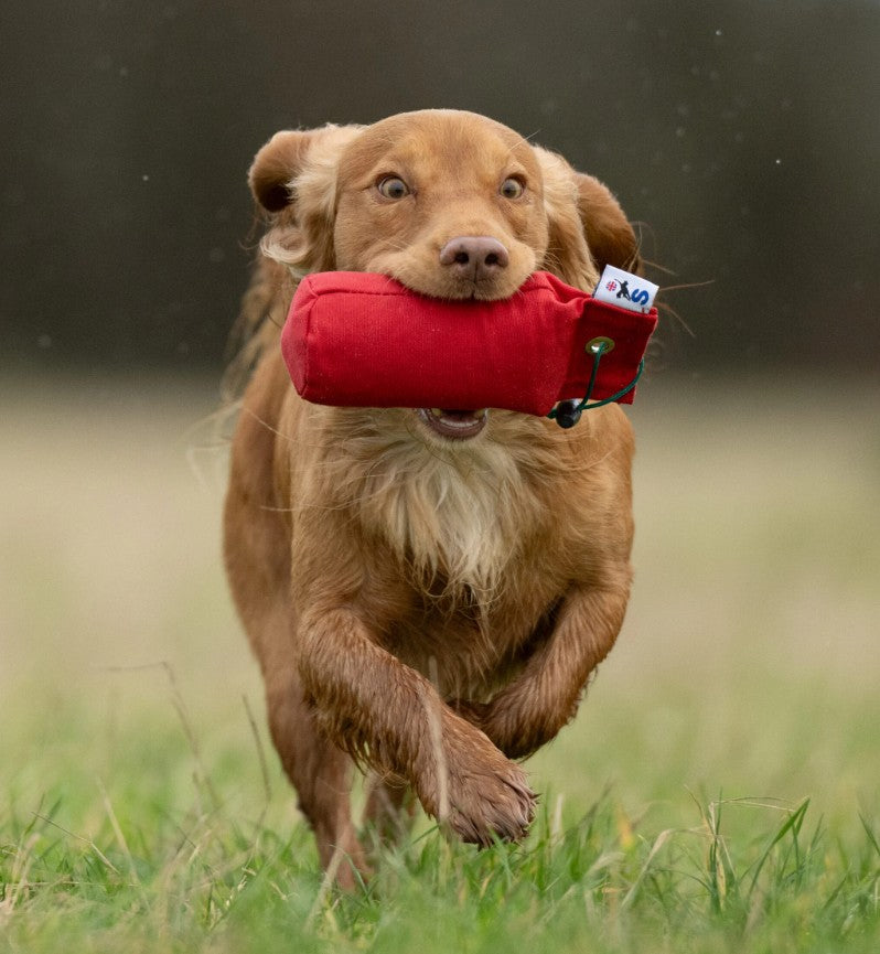 Gundog retrieving Sporting Saint half pound red canvas dummy - high visibility handcrafted UK training dummy for confident pick up correct carry and delivery to hand in working gundogs