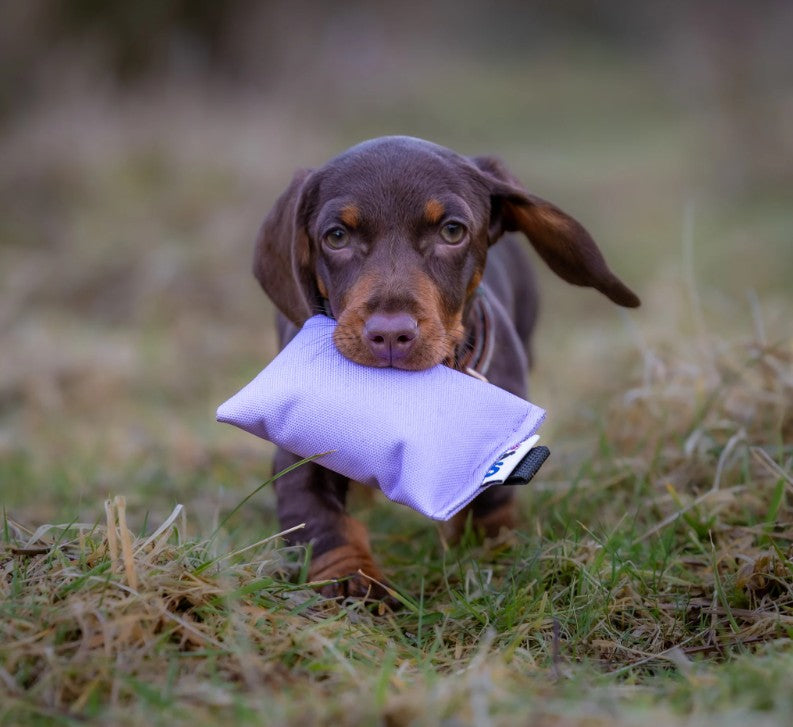 Sporting Saint lilac puppy canvas dummy - lightweight soft canvas gundog training dummy for building retrieve confidence correct hold and delivery to hand from day one in young dogs