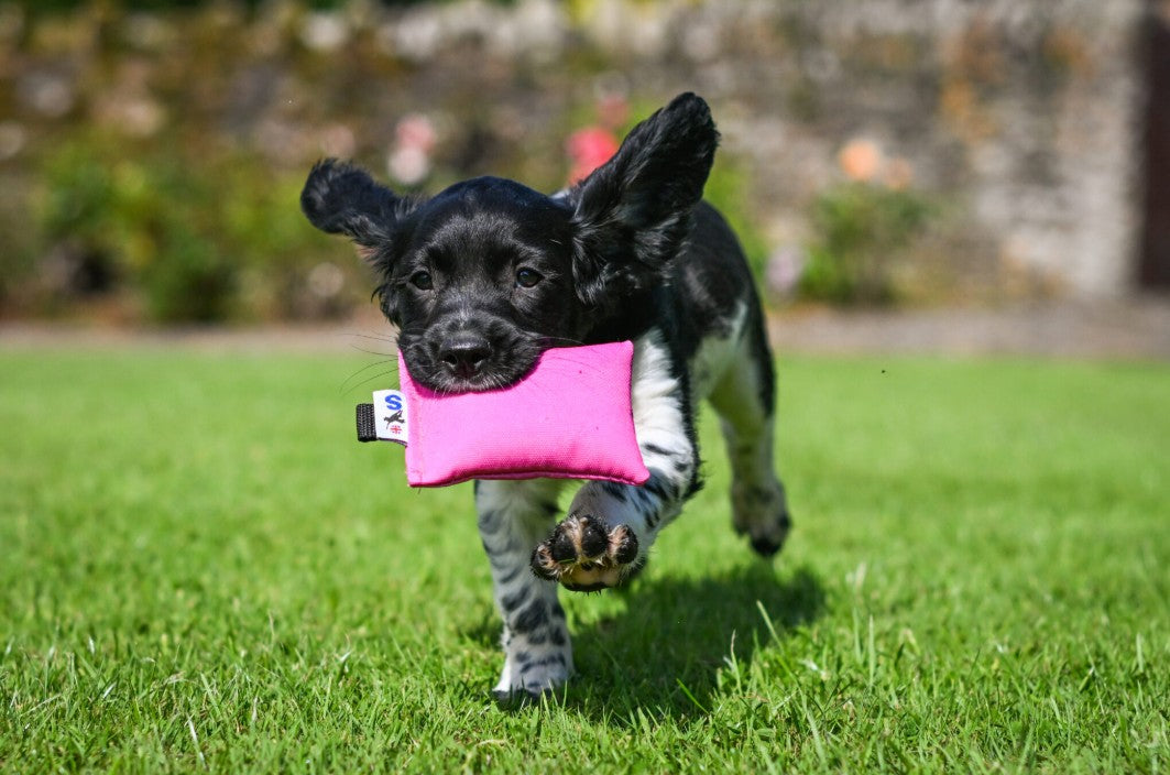 Puppy retrieving Sporting Saint pink puppy canvas dummy - lightweight 45g soft canvas training dummy encourages confident first pick up correct central hold and delivery to hand in young gundogs