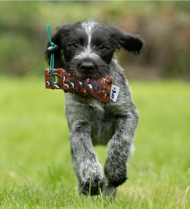 Gundog retrieving Sporting Saint FLIGHT cock pheasant snipe dummy - lightweight low-profile feather print dummy builds scent-driven marking confidence and correct carry and delivery in gundogs