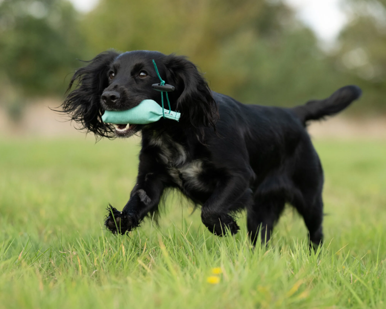 Gundog retrieving Sporting Saint green snipe dummy - compact low-profile lightweight training dummy encourages nose-down scent-driven marking and confident pick up and delivery in gundogs