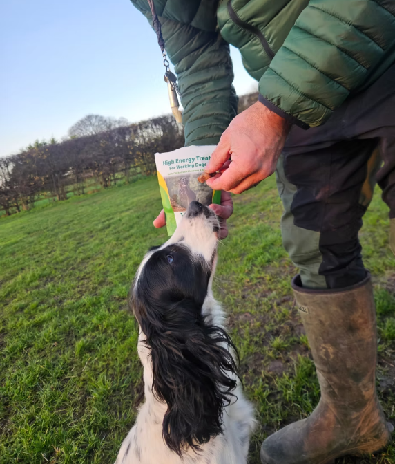 Working gundog being rewarded with VetSpec High Energy Treats - highly digestible chicken-based training treats for working dogs suitable from 12 weeks 20% protein 13% fat ideal for maintaining energy levels during training sessions and shoot days